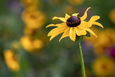 Бабине літо в Україні: синоптикиня розказала, що буде з погодою