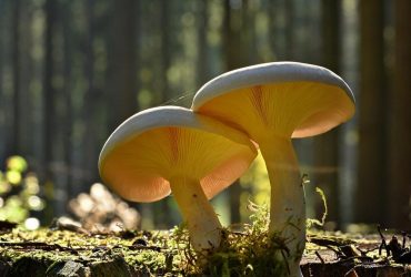 Вихідні в Україні нагадають про літо, але в кількох областях дощі