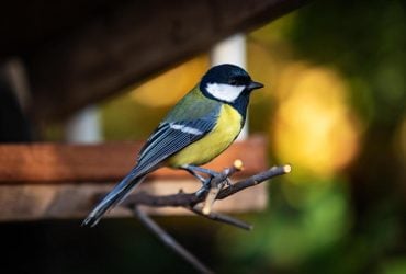 Потеют ли птицы, чтобы охладиться, как и другие животные