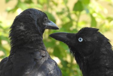 Вчені дізналися, чи можуть ворони роками мститися одній людині