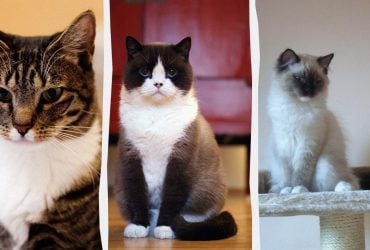 Какие коты лучше всего подходят для начинающих владельцев: эксперты назвали топ-9 пород