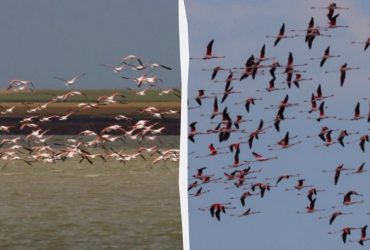 В Україну несподівано повернулися рідкісні птахи, які раніше втекли через війну (фото)