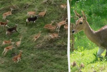 Зрелище, которое мало кто видел: WSJ сняло, как 6 миллионов антилоп путешествуют в дикой природе