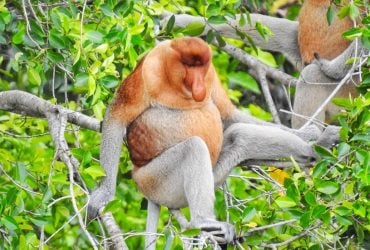 Учені розгадали головну таємницю найпотворнішої тварини у світі