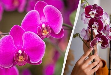 Як пересадити орхідею в новий горщик: корисні поради