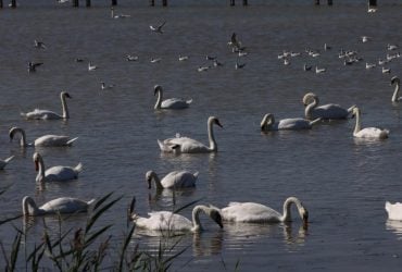 Более 500 лебедей-холостяков собрались в заповеднике в Одесской области: ученый назвал причину