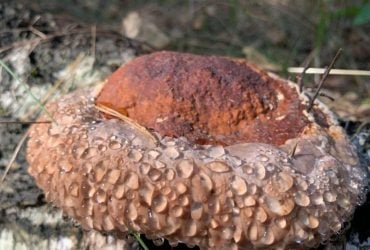 Вблизи Чернобыля растут гигантские грибы: ученые объяснили, в чем их особенность