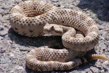 Способна найти жертву в полной темноте: что известно о самой опасной змее в Америке