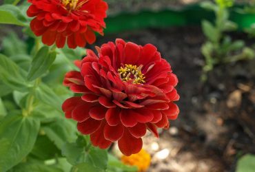 Опытные садоводы дали советы, как правильно ухаживать за цинниями