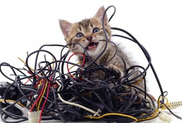 Що робити, якщо ваша кішка гризе дроти: ці причини та рішення варто запам'ятати назавжди