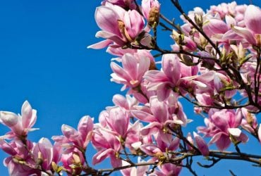 24 марта Украину разогреет до +18°: где погода порадует больше всего