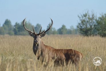 В лесах возле Чернобыля мощно ревут олени: ученые объяснили, что произошло