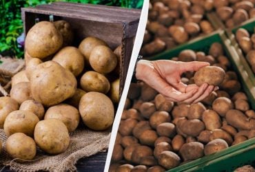 Моя картошка лежит до весны и не прорастает: в погреб всегда кладу один предмет