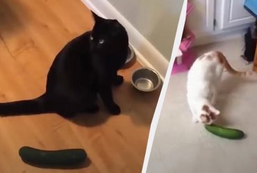 Почему кошки боятся огурцов: эксперты развенчали миф о популярных видео