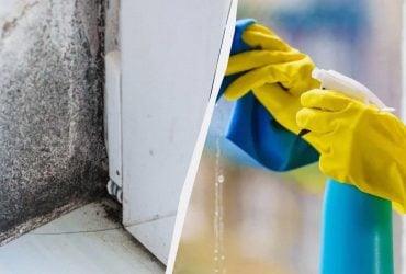 Черной плесени на стенах больше не будет - вот что нужно сделать: лайфхак из Ирландии