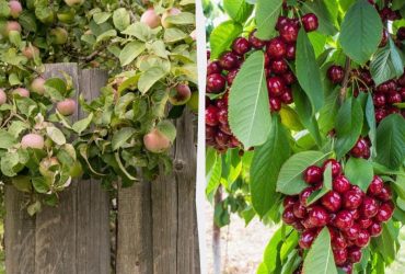 Эксперты назвали 5 фруктовых деревьев, которые стоит посадить осенью