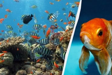 Рыбы на самом деле не немые - это миф: вот как они общаются между собой