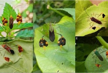 В тропических лесах живет загадочное насекомое, которое машет хищникам лапками: зачем оно это делает
