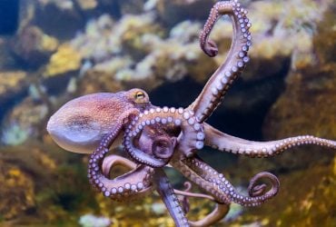 Аристотель ошибался: ученые развенчали главный миф об осьминогах