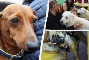 Какие собаки всегда голодные и постоянно просят еду: эксперты назвали топ-10 пород