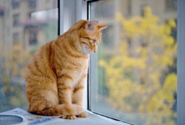 О чем на самом деле думают коты: исследователи удивили ответом