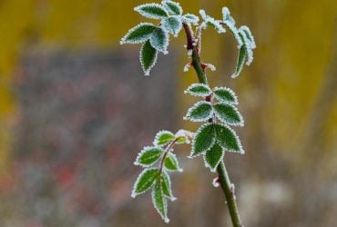 На Киевщине объявлен І уровень опасности (инфографика)