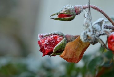 С 24 сентября в Украине резко похолодает, будут заморозки, - синоптик Диденко