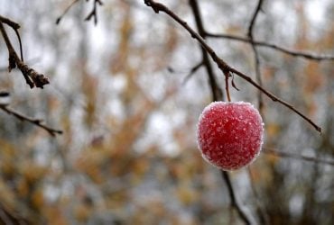 10 способів підготувати плодові дерева до зими, щоб навесні вони "повернулися" міцними