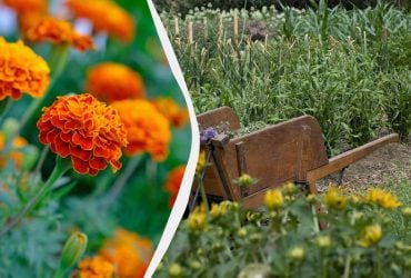 Почему бархатцы нужно сажать именно под зиму: хитрость, которая спасёт ваш огород