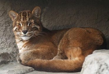 В джунглях впервые за много лет на видео сняли уникального хищника, которого считали пропавшим