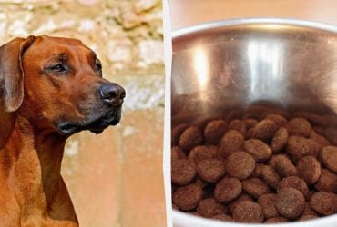 Какой корм лучше для собак – влажный или сухой: ветеринар поделился советом