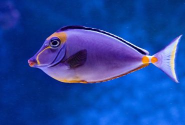 Есть ли у рыб язык: ответ может удивить