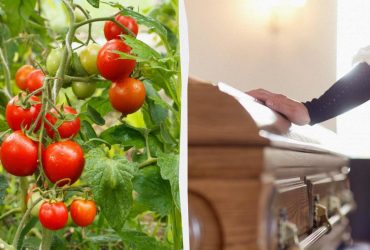 Помидоры-убийцы: почему в Средневековье люди травились и умирали от томатов