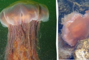 Понад 1000 щупалець і розмір, як у кита: що відомо про найважчу медузу у світі