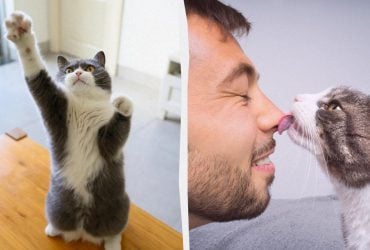 Чому кіт кладе вам лапу на рот: є 6 перевірених ветеринаром причин