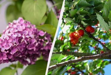 Эти деревья и кустарники нельзя обрезать осенью: тронете секатором - к весне они погибнут