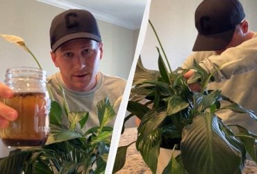 Спатифиллум оживёт за 2 часа благодаря простому кухонному секрету