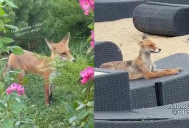 Лисиці захоплюють міста: науковець пояснив, у чому небезпека