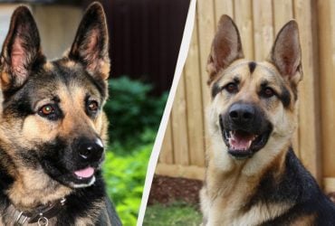 Пять пород собак, похожих на немецкую овчарку: они очень умные и спокойные