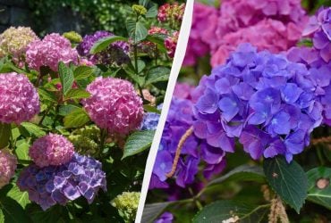 Почему вы обязаны посадить гортензию осенью: мудрые советы опытных садовников