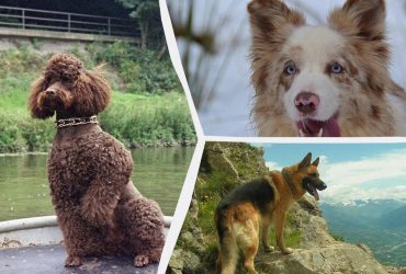 Какие собаки всегда послушные и любят выполнять команды: эксперты назвали 14 пород