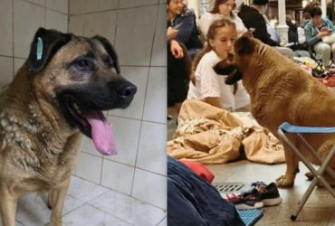 Собаку Мішу, якого вигнали з метро у Києві, забрали у притулок (відео)