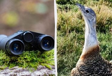 В Украине живет самая тяжелая летающая птица Европы: ветеринар рассказала, где можно увидеть великана