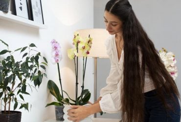 Орхідеї знову зацвітуть: що потрібно зробити просто зараз