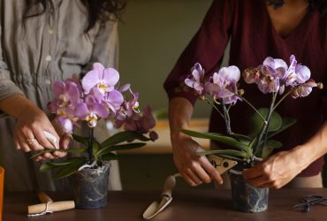 Поділ та інші хитрощі: повне керівництво з розмноження орхідей