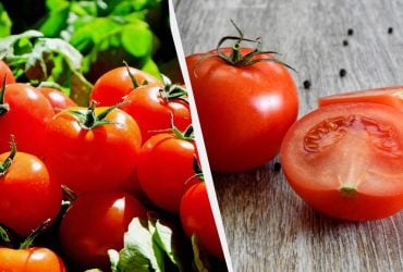 Таких огромных томатов вы еще не выращивали: секрет - в хранении семян