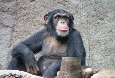 Превратил зоопарк в поле боя: как один шимпанзе 28 лет назад поразил ученых
