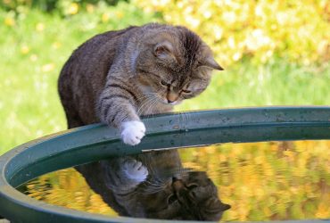 Почему кошки окунают лапы в воду: 7 причин для странной привычки