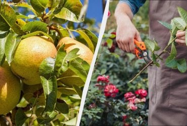 Эти 10 растений обязательно обрезают осенью: весной зацветут в три раза пышнее