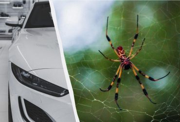 Як позбутися павуків в автомобілі: експерти порадили покласти один дієвий продукт